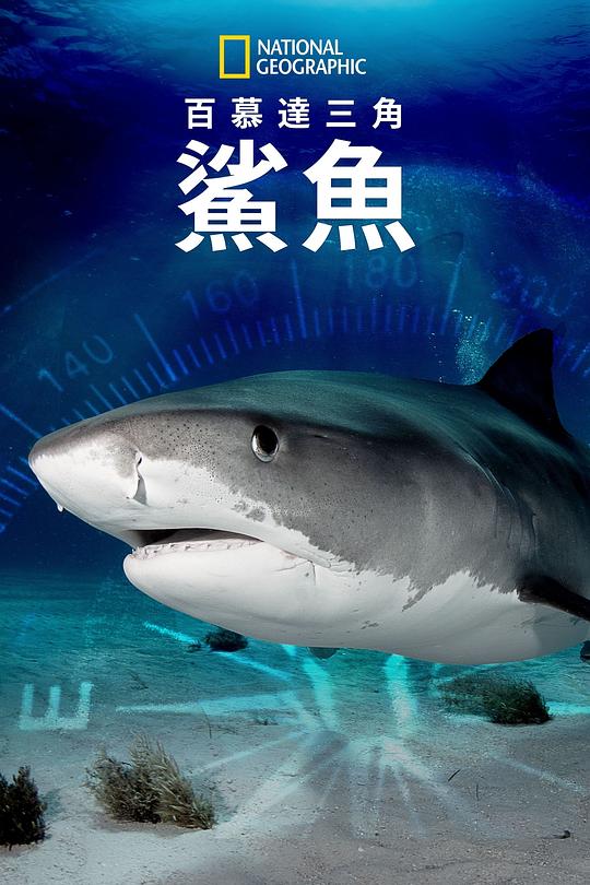 百慕大三角：鲨鱼 Sharks of the Bermuda Triangle (2020)