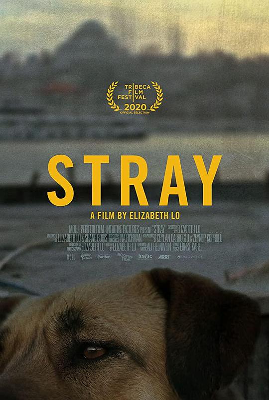在迷途 Stray (2020)