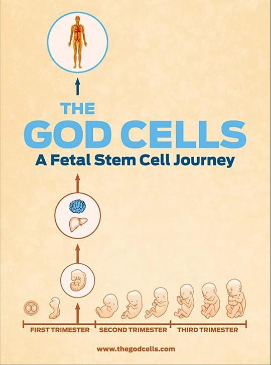 生死之争：胎儿干细胞 The God Cells (2017)