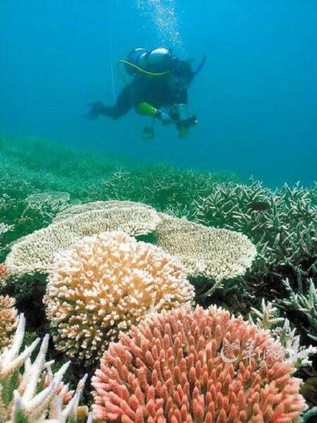 大堡礁上的月亮魔咒 The Moon's Spell On The Great Barrier Reef (2014)